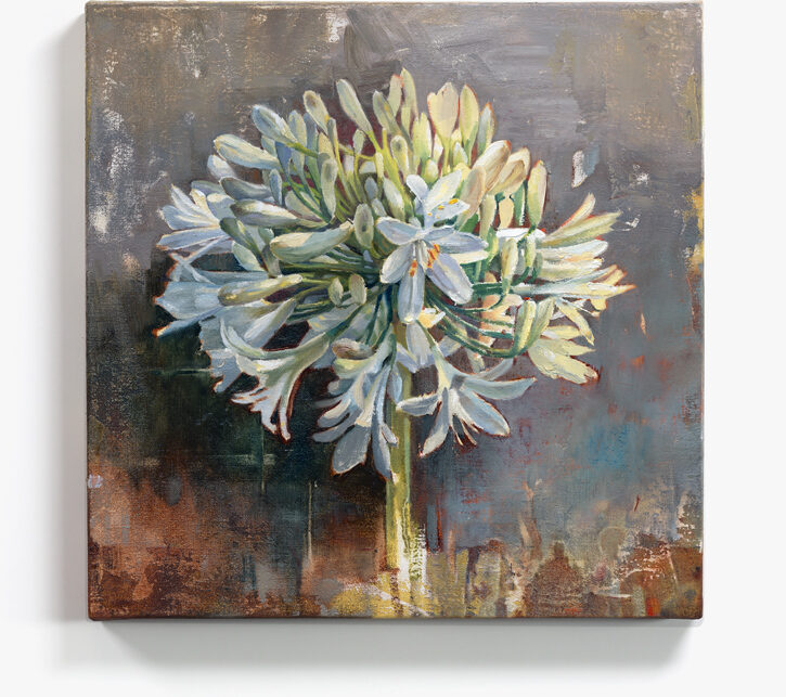 Agapanthus (2023) Oil on linen, 12x12 in.